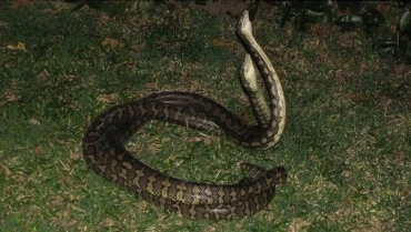 Barulho causado pelo casal de rpteis acordou os donos da casa (Foto: Reproduo)