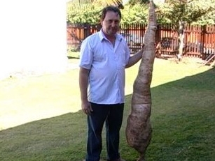 Comerciante Laurindo Godiemski apresenta a mandioca gigante que precisou de 4 pessoas para ser retirada da terra