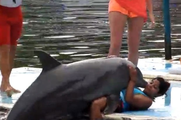 Golfinho saltou sobre mulher e comeou a sacudir a cauda. (Foto: Reproduo)