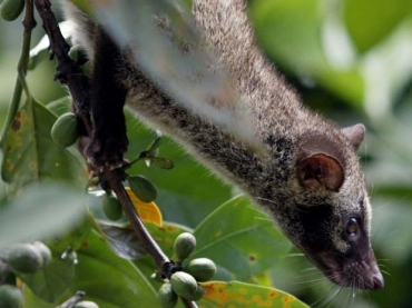 Caf  feito a partir dos gros recolhidos das fezes do luwak. (Foto: Bullit Marquez/AP)