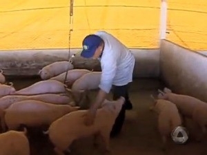 Setor fala em pressa para acessar socorro  cadeia produtiva (Foto: Reproduo/TV Morena)