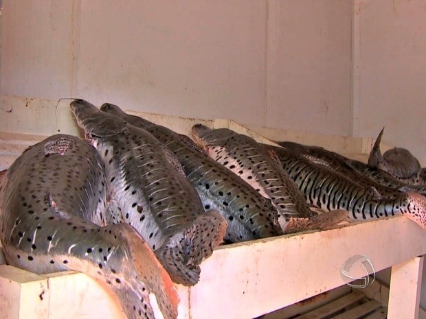 Entre os peixes apreendidos esto pintado e cachara. (Foto: Reproduo/ TVCA)