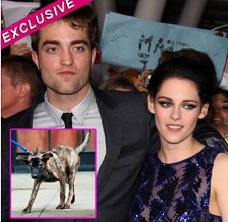 Depois da traio da atriz, Kristen Stewart e Robert Pattinson estariam brigando pela posse de Bear (no detalhe)