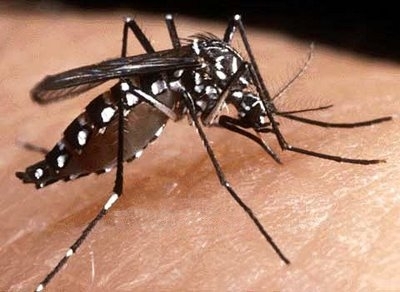 Aedes aegypti, mosquito transmissor da dengue (Foto: Divulgao)