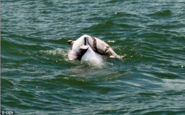 Golfinho adulto traz filhote morto at a superfcie do mar para ajud-lo a respirar (Foto: Daily Mail/Reproduo)