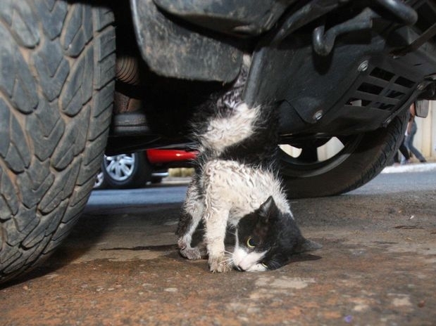 O animal ficou com as patas traseiras presas no motor de um carro estacionado na garagem de uma casa