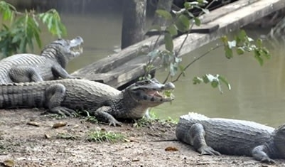 Zoolgico possui animais de 80 espcies dos ecossistemas do Pantanal, da Amaznia e do Cerrado