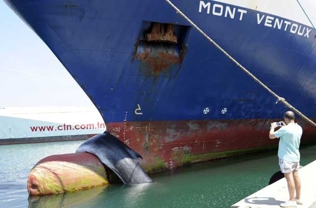 Homem fotografa neste sbado baleia que morreu aps ser atingida por navio cargueiro.