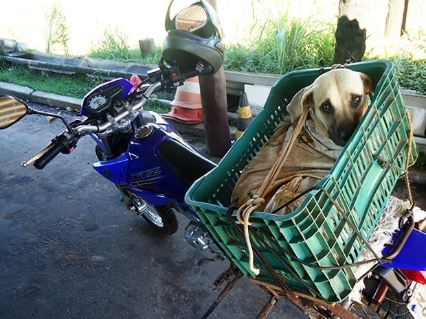 Cachorro estava com homem considerado foragido da Justia de Mato Grosso