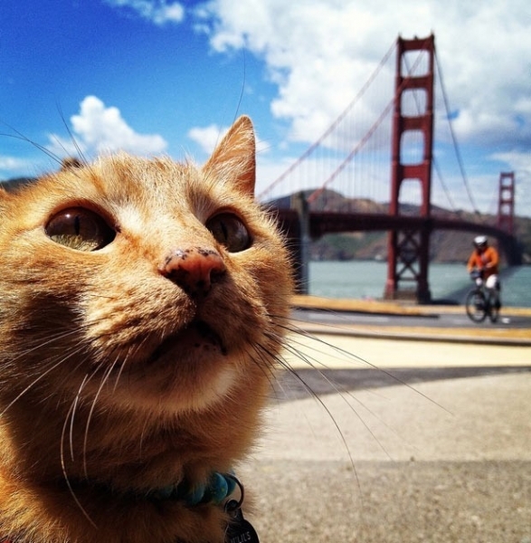 Gato  fotografado diante da ponte Golden Gate.