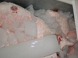 Pescado estava armazenado dentro de freezer. (Foto: gua Boa News)