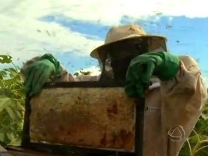 Apicultores firmaram parcerias com agricultores para a produo de mel. (Foto: Reproduo/TVCA)