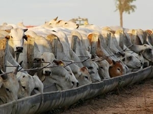 Confinamento em Mato Grosso ganha espao. (Foto: Secom/MT)