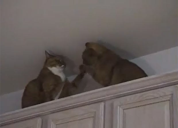 Vdeo com luta entre dois gatos faz sucesso na internet.