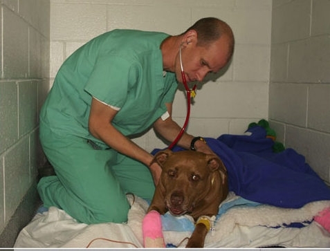 A pit bull Lilly recebe tratamento de um veterinrio (Foto: Reproduo/My FOX Boston)