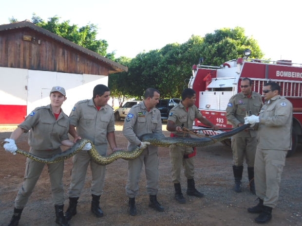 Equipe do Corpo de Bombeiros foi acionada para capturar cobra de 3 metros