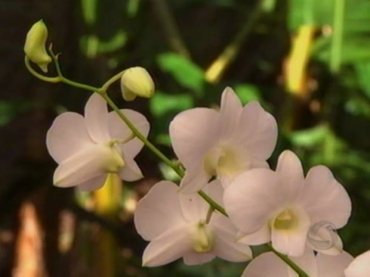 Vendas de orqudeas aumentam no perodo que antecede o Dia das Mes, segundo dono de orquidrio. 