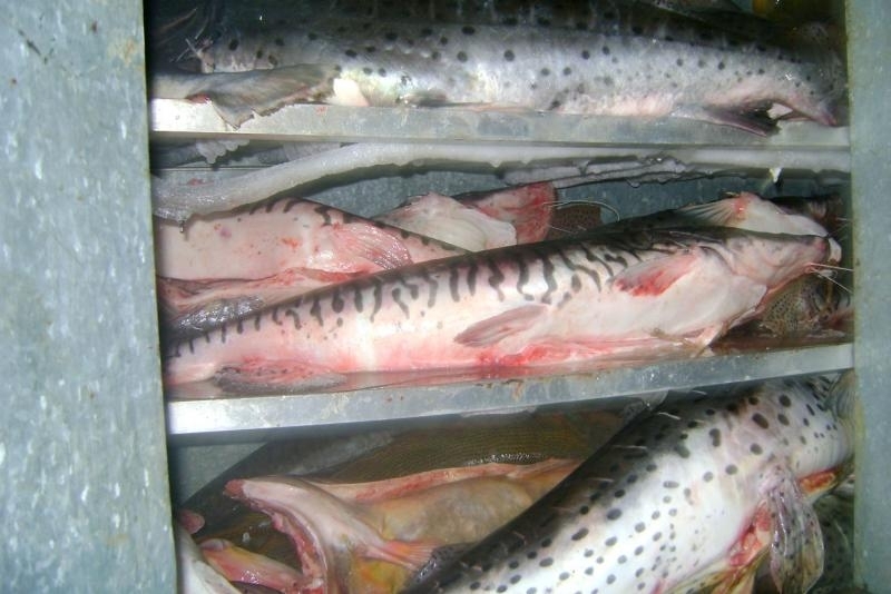 Pescado apreendido em Baro de Melgao