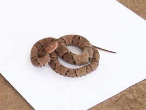 Cobra jararaca foi capturada pelos bombeiros