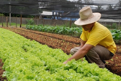 A iseno, em carter excepcional, aplica-se aos produtores rurais.