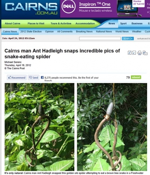 Ant Hadleigh levou um susto ao flagrar uma aranha devorando uma cobra. (Foto: Reproduo/Cairns Post)