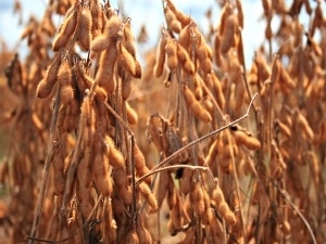 Soja em Mato Grosso com preo recorde.