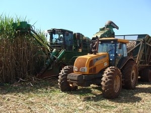 Produtores aguardam liberao de dinheiro para ampliar plantio