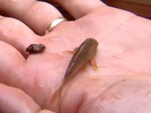 Peixe foi encontrado por moradores dentro de casa alagada (Foto: Reproduo /TVCA)