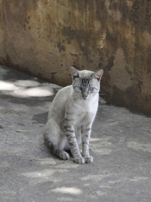 Superpopulao de animais faz TJMT proibir servidores de alimentar gatos