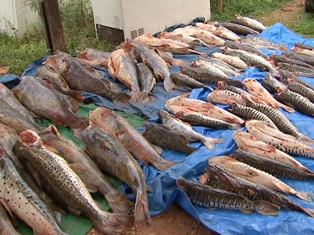 Pescado foi apreendido em rodovia de Mato Grosso no ms de janeiro. (Foto: Reproduo/TVCA)