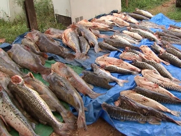 Pescado foi apreendido em rodovia de Mato Grosso no ms de janeiro. (Foto: Reproduo/TVCA)