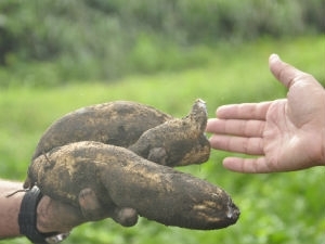 Estudo da batata-doce em MT j dura trs anos (Foto: Vvian Lessa/G1-MT)