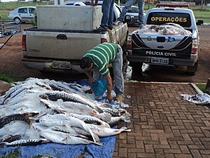 Mais de mil quilos de pescado foram apreendidos (Foto: Divulgao / Polcia Civil)
