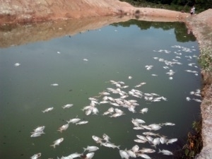 Dono estima que cerca de 2 mil peixes morreram (Foto: Tita Mara/G1)