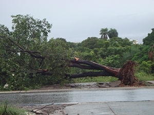 Com a coliso, rvore que fica na calada de avenida caiu.