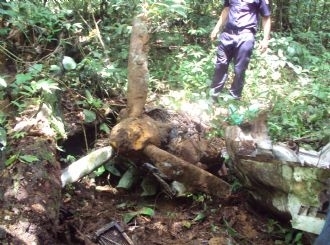 O avio, em grande parte enferrujado ou destrudo pelo fogo, encontrava-se com parte enterrada na terra, mas com as ps