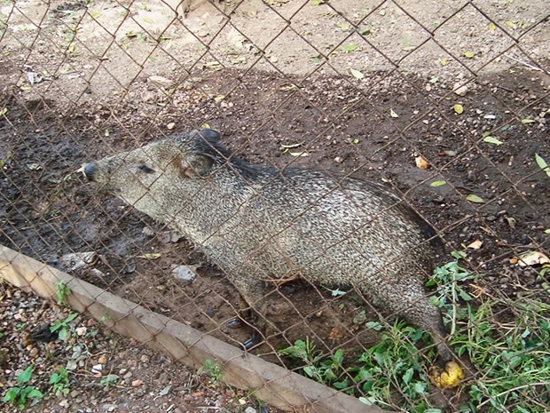 Porco-do-mato foi apreendido e levado para o Batalho da Polcia Ambiental