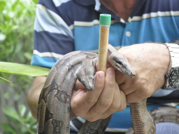 De acordo com especialista, em Mato Grosso ainda no h nenhum serpentrio.