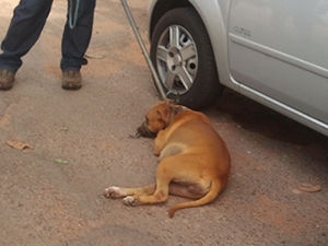 Pai da criana afirmou que nem todos os ces da casa eram da raa pit bull