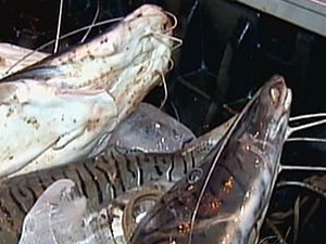 Na ltima quarta-feira foram apreendidos 200 kg de pescado