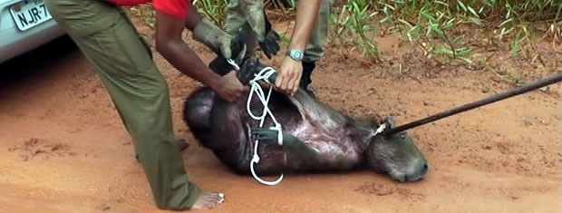 Capivara foi resgatada de piscina em Alta Floresta