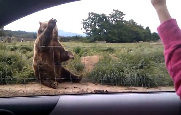 Urso parece estar acenando para garota.