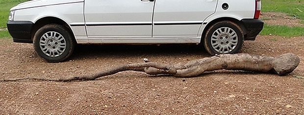 Comprimeto da mandioca  maior do que um carro popular