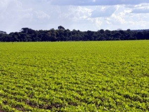 Soja  a principal cultura produzida em Mato Grosso