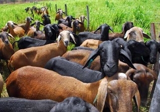 Produo de ovinos e caprinos em Mato Grosso atende demanda interna