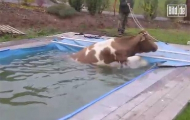 Vaca precisou ser resgatada aps ficar presa dentro de uma piscina. 