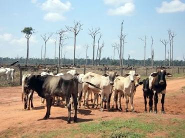 Segundo Ibama, boi era criado em rea desmatada em fazenda de Mato Grosso