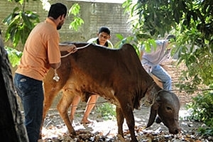 Pees tentam amarrar a vaca no quintal do hospital, em Cceres (MT).