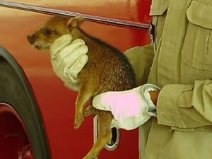 Filhote de porco-do-mato que fugia de queimada buscou refgio em casa