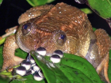 Na foto, um sapo noturno encontrado na floresta Ghats, em Karnataka, na ndia. A espcie  uma das poucas que toma conta